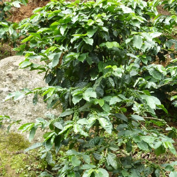 Kaffeestrauch mit grünen Kaffeekirschen